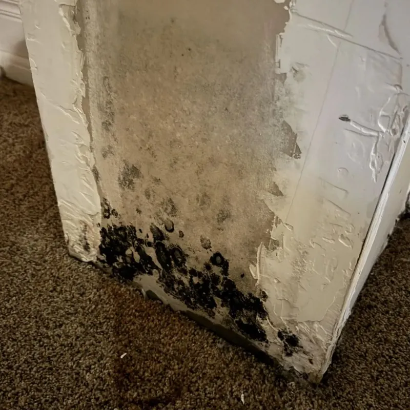 Professional Mold Removal in Lebanon, TN